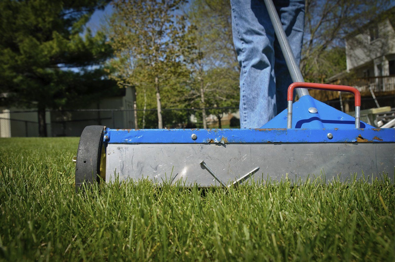 Person Using A Blue Grass Roller For Lawn Maintenance In A Garden